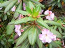 Close up of the delicate flower on the rhododendron (?) plant.