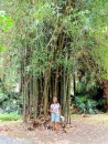 A large bamboo tree near the Mansion House grounds.