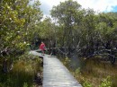 A walkway through the mangroves on the Hatea River, just across the river from the Whangarei Marina.