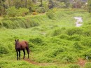 There are many beautiful horses in the Marquesas - this one is tethered in a lush stream outside Atuona, Hiva Oa. 