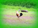 The ubiquitous rooster - they are all over on all of the islands, and they never seem to know what time of day it is!