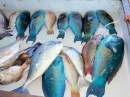 The blue fish are parrot fish; quite good, actually - it