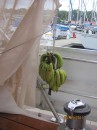 Bananas from San Blas
