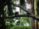 Small Howler Monkey.  There were several together this time and a female was carrying her baby and the male was following