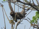 Three toed sloth