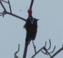 Crested Woodpecker