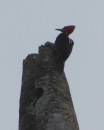 Crested Woodpecker