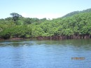 Mangroves in Malumu