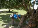 Sam asleep on park bench in Nuku