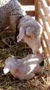 Baaaaa!  Cute baby lamb ....