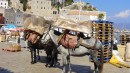 Donkeys carrying garden furniture