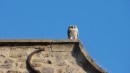 Owl statue on top of church.  What a hoot.