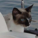 I wish we had a boat cat!