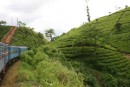 The Hill Train passing through tea plantations