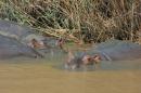 Pair of hippos - St Lucia wetlands