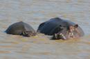Hippos in St Lucia wetlands