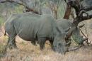 White rhino - Imfolozi-Hluhluwe park