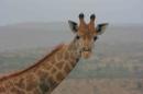 Giraffe - Imfolozi-Hluhluwe park
