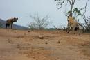 Pair of hyenas - Imfolozi-Hluhluwe park
