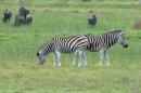 Zebra - Imfolozi-Hluhluwe park