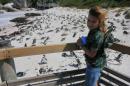 Penguin colony, Boulders Beach