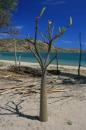Baobab tree on the beach, Nosy Mitsio