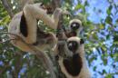 Sifakas (dancing lemurs), Marumba Bay