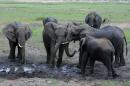 Elephants on the Chobe River, Botswana