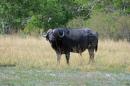 Buffalo in Moremi National Park, Botswana