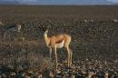 Springbok in the Namib Desert