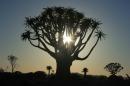 Quiver trees, Namibia