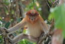 Baby proboscis monkey
