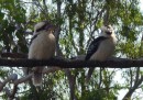 Kookaburras in Noosa