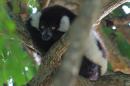 Wild lemur, Ile aux Nattes