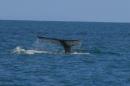 Humpback whale off Ile Sainte Marie