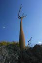 Baobab tree, Nosy Hara
