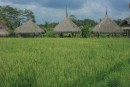 Rice fields outside Ubud