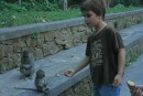 Baiting the monkeys