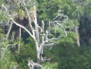 Great Blue Heron camflaged in tree