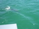 there were 9 dolphin, you can see his body through the water
