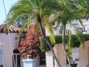 bougainvilla in bloom, Ft. Lauderdale
