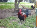 there are chickens, chicks and roosters all over the island.  We wake up to the cocka doodle doo of the roosters.