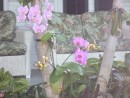 orchids in the front yard
