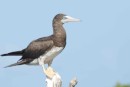 blue billed booby