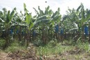 Banana crops.  Blue bags are put on to keep birds off them