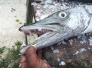 Teeth of a Barracuda...the size of a dog