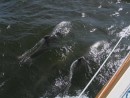 Bottlenosed Dolphins in Pamlico Sound