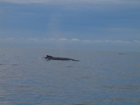 Whale in Cape Cod Bay