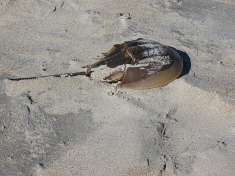 Horseshoe Crab shell, Cape Lookout, N.C.