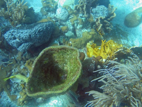Sponge coral